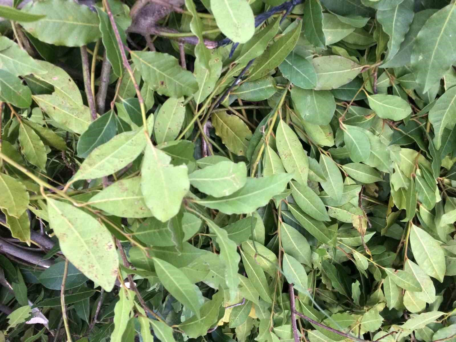 12 bin nüfuslu ilçenin umutlarını yeşerten yaprak