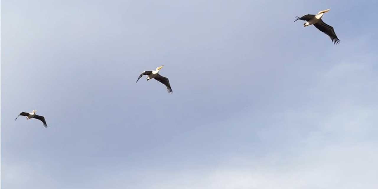 İklim mi şaşırttı? Pelikan sürüsü Bolvadin’de kayda alındı