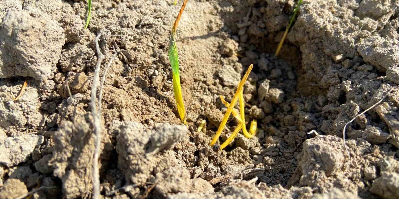 Hububatta Kritik Dönem! Konya Ovası’nda Yağışlar Yüzde 44 Azaldı