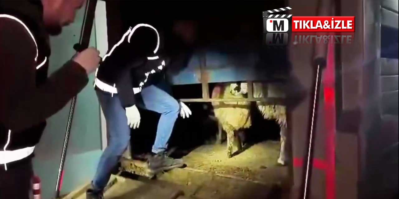 Zehir Tacirlerinin Yöntemi Pes Dedirtti! Hayvanlardan Uyuşturucu Çıktı