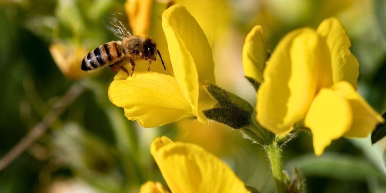 Eber Sarısı için çağrı: Ortak miras tehlikede