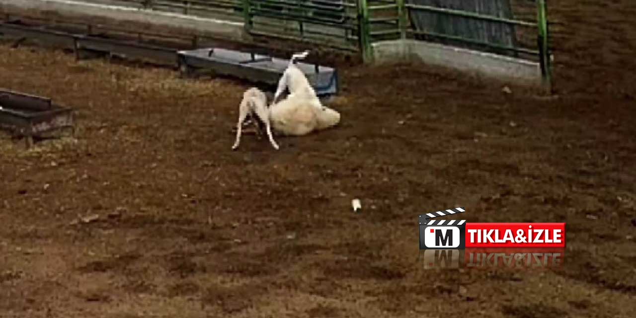 Ağıla girdi, koyunu telef etti! Çiftçiler çözüm istiyor