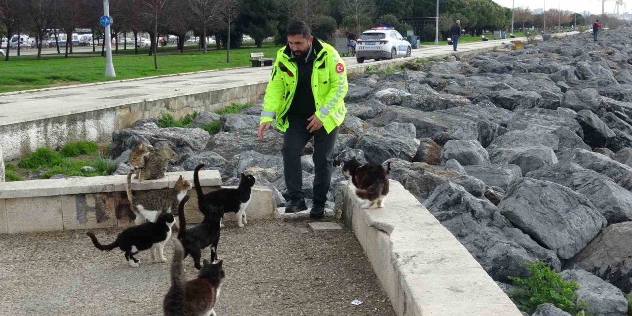 Pendik’te vicdanları sızlatan olay: Kediye tekme atıp denize fırlattı