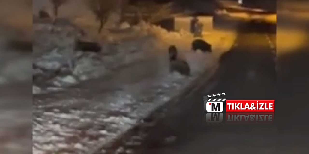 Yaban domuzları Konya’da art arda görüntülendi: İki ilçede benzer tablo