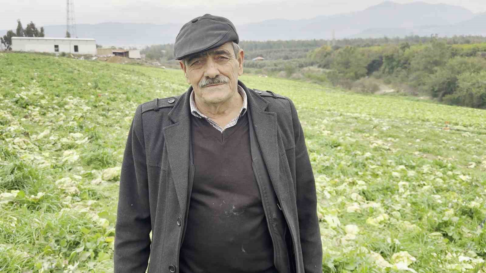 Hatay’da çiftçi marulu bedava dağıttı: Toplama maliyeti fiyatı geçti