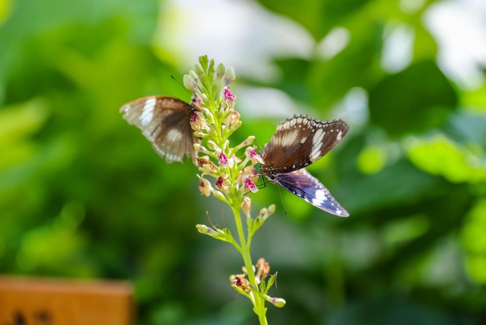 1 gün ömüre milyonlarca ziyaretçi