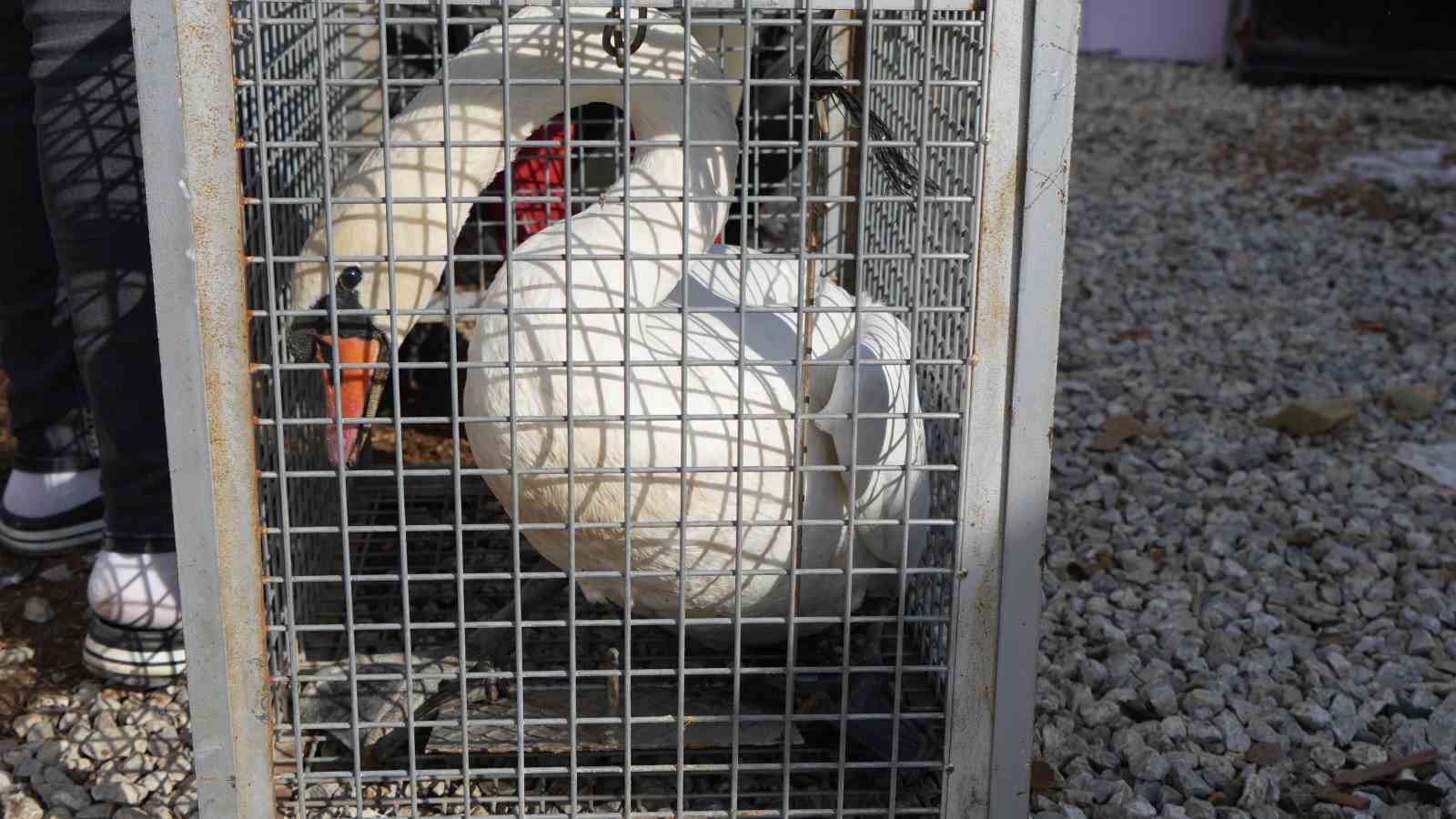 Göç Yolu Şaştı, Kuğu Bahçeye İndi