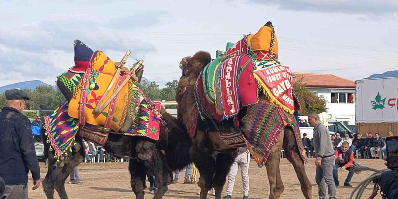 Şap hastalığı deve güreşlerini de vurdu