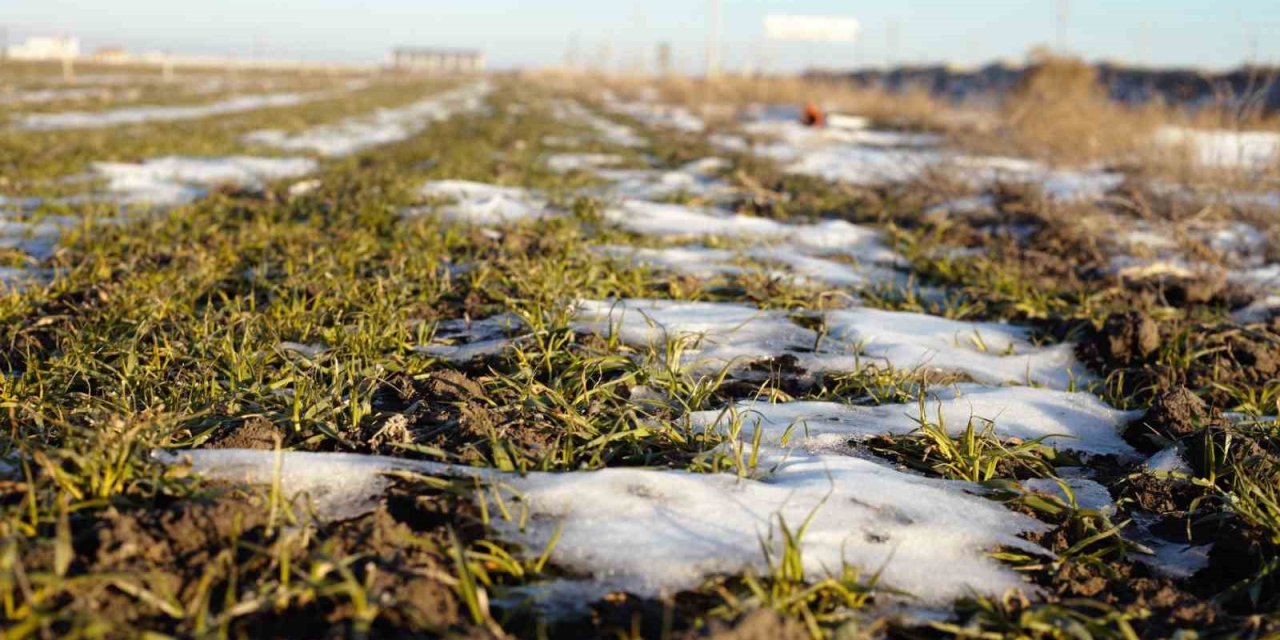 Konya Ovası’na yağan kar, toprağı örtmeye yetmedi