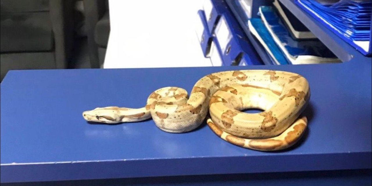 Kafede yılanla gezdi, 12 bin lira ceza yedi