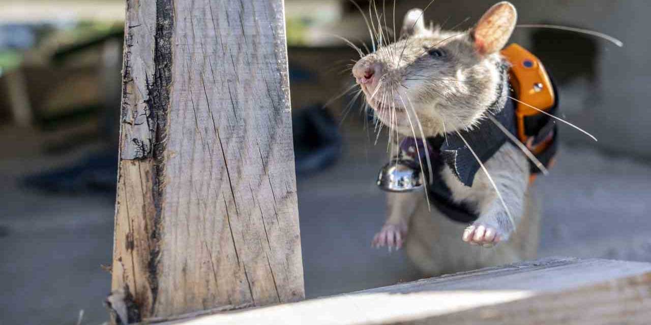 Her deliğe giren fareler, arama kurtarmada göz olacaklar