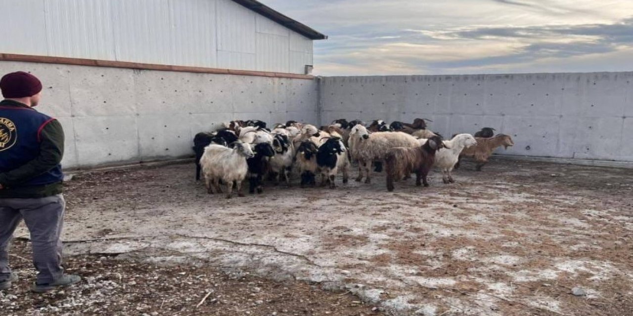 Ilgın'da çalınan koyunlar jandarma tarafından bulundu