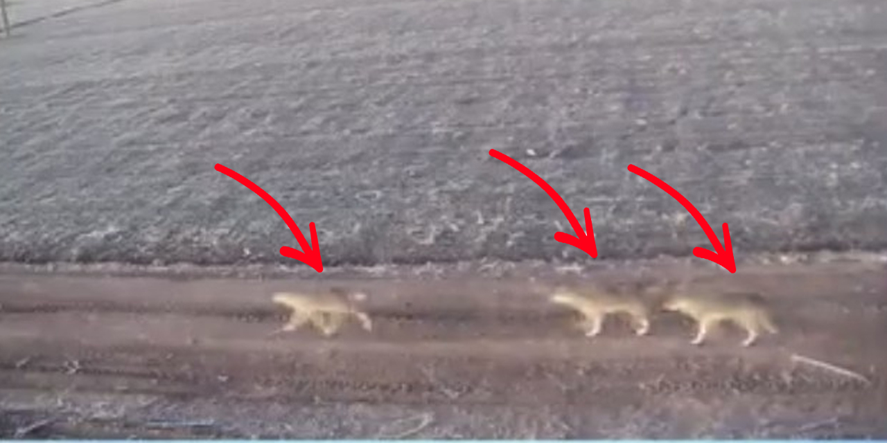 Ovalarda tehlikenin adı AÇ KURTLAR!