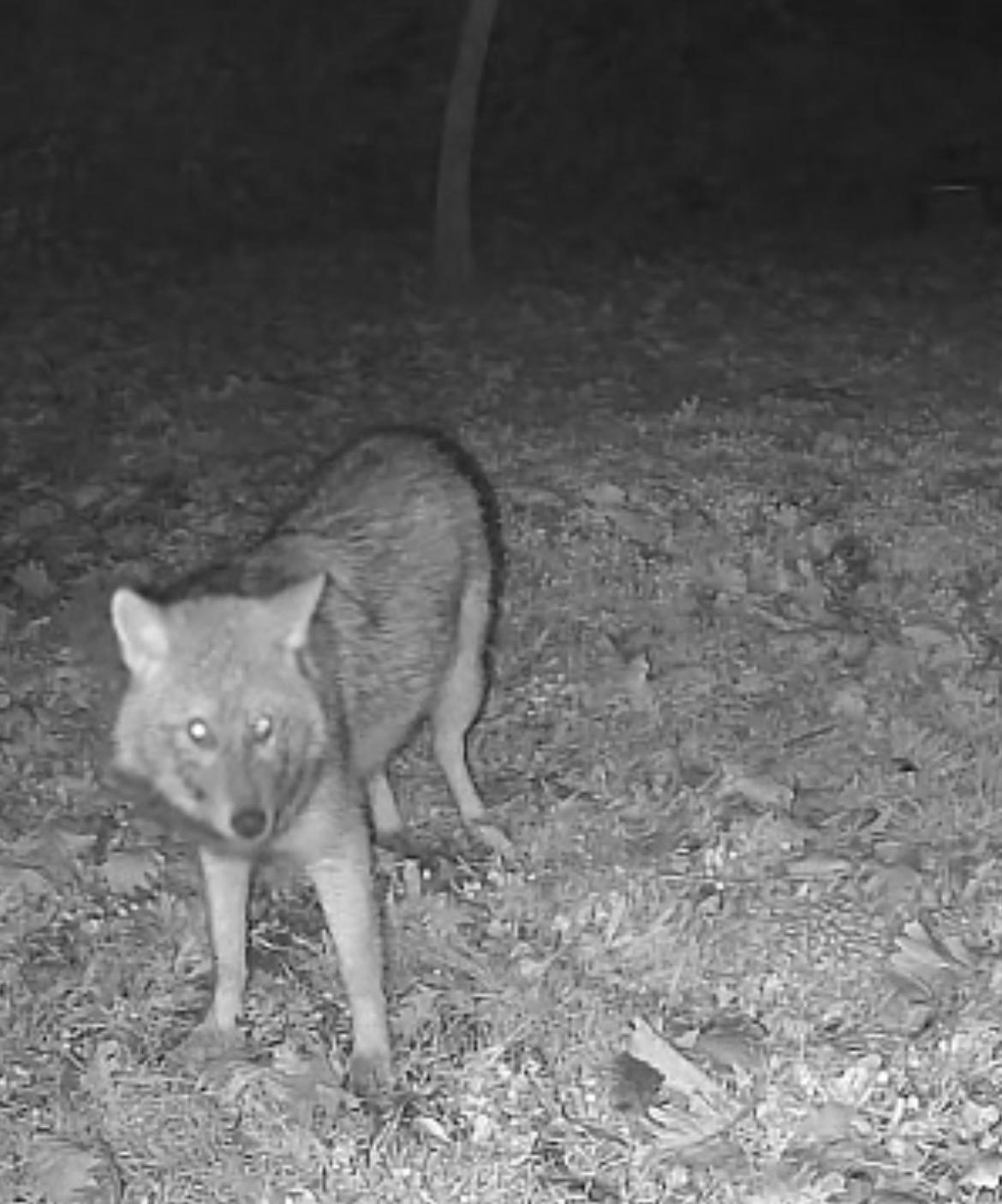 Terkos'ta kampçılara kurt sürprizi! Poz vermiş