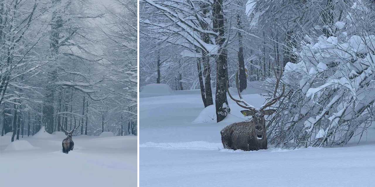Fotoğraf Değil, Yağlı Boya Gibi: Karlı Kartepe’de Kızıl Geyik