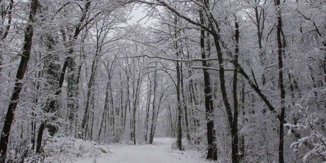 Avrupa’nın En Büyük Doğal Yaşam Parkı Beyaza Büründü