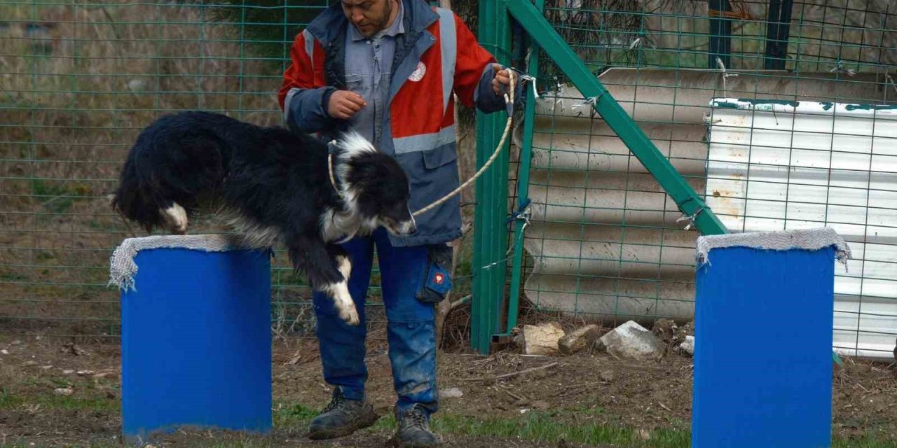 Meralarda Yeni Güç! Border Collie Köpekleri Eğitiliyor