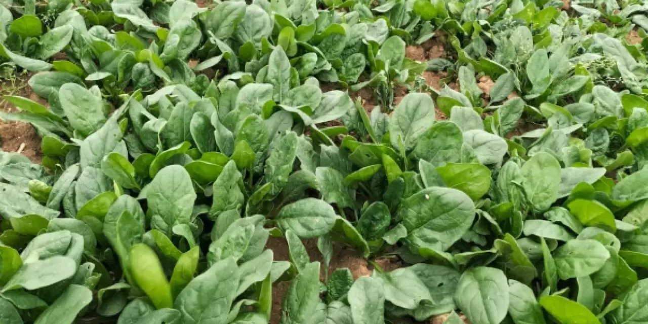 Sağlıklı sandıklarımız risk saçıyor: Pestisit uyarısı