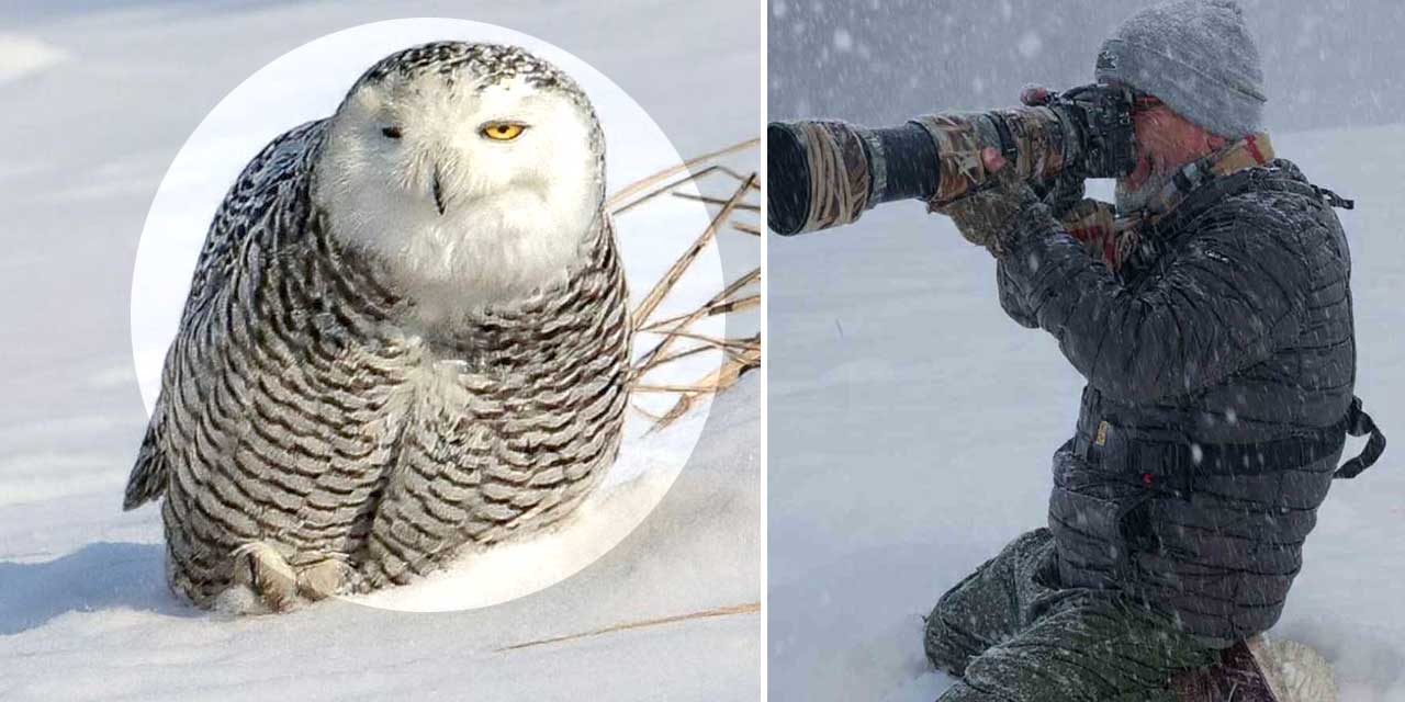 Amerika’da Türk İmzası! Kar Baykuşunu Objektifine Aldı