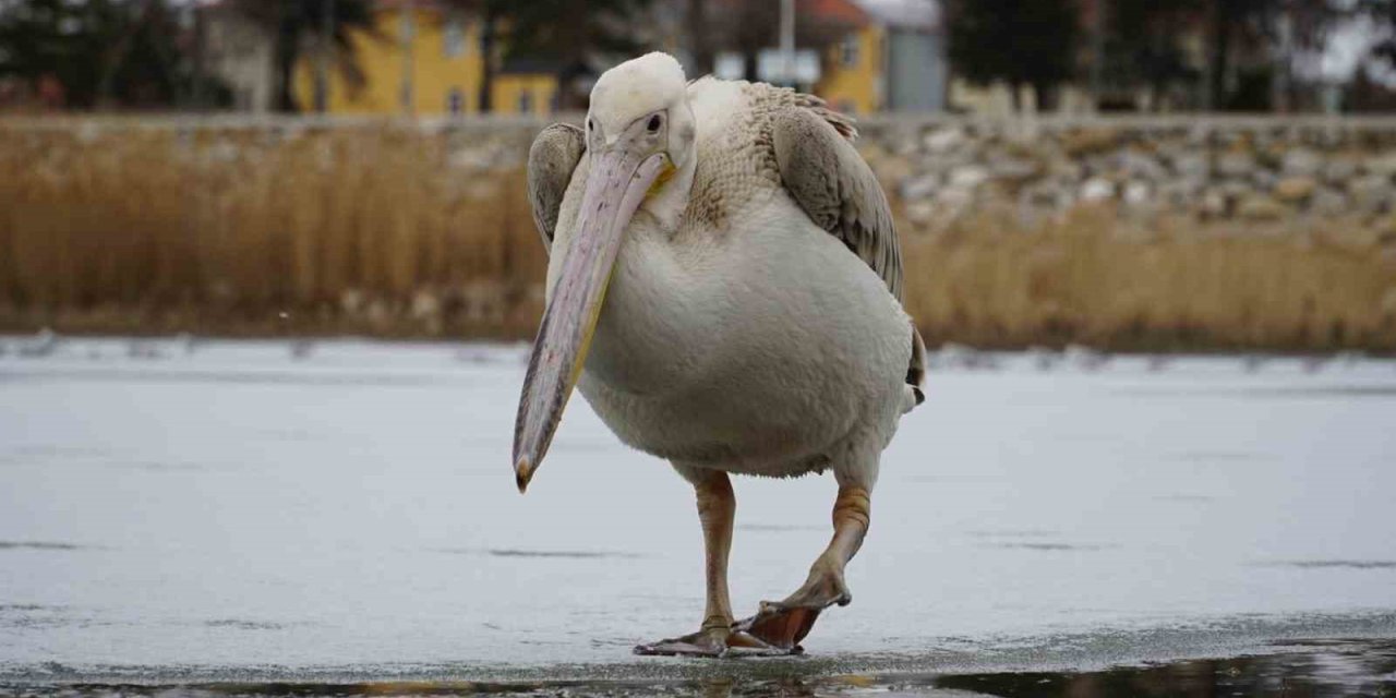 Beyşehir Gölü’nde Kış Sürprizi! Pelikanlar Buz Üzerinde Görüldü