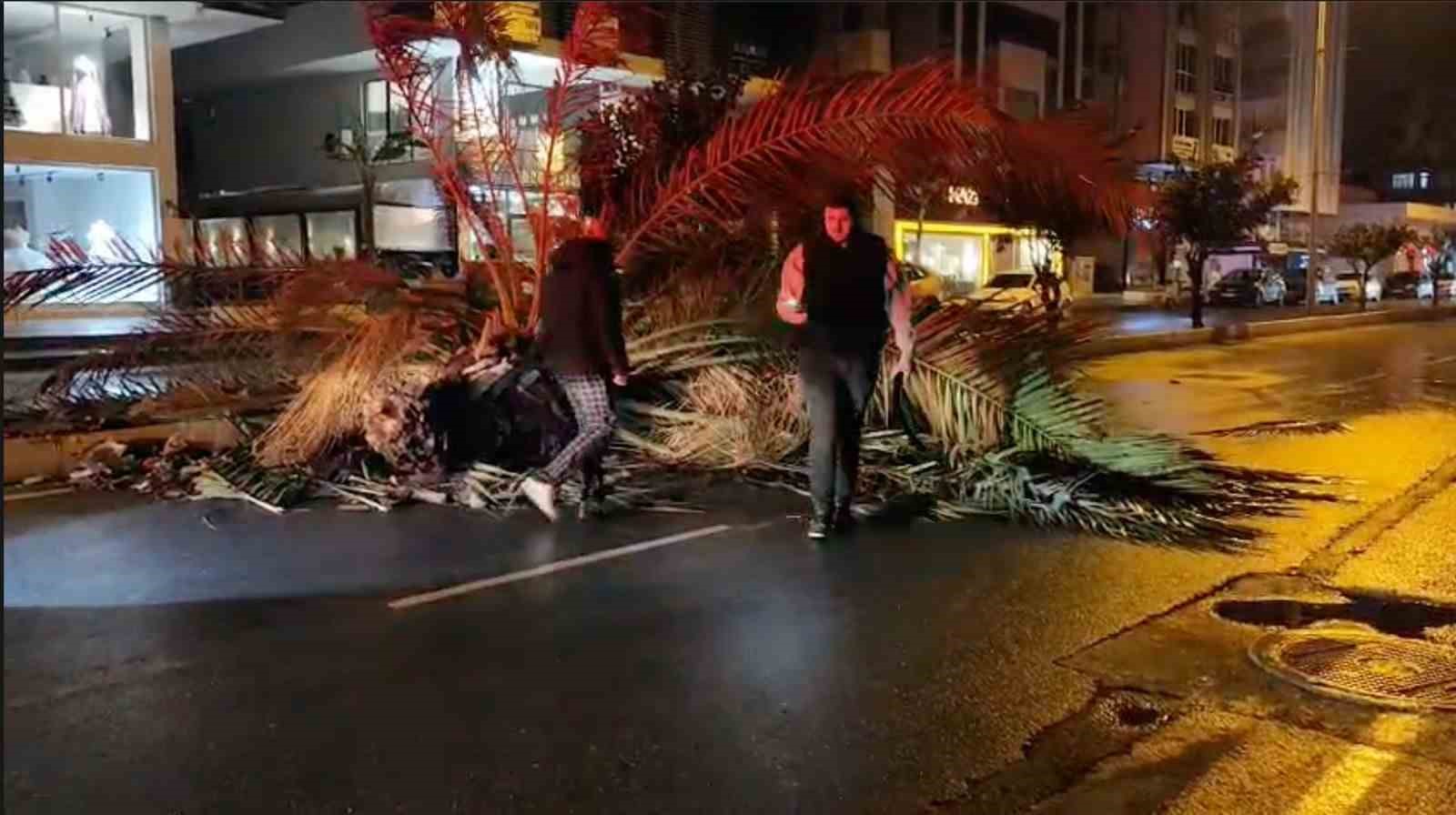 Fırtına palmiyeyi ikiye böldü