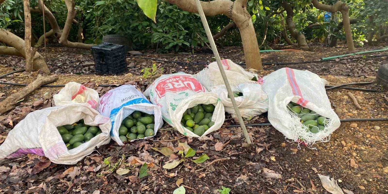 500 Bin Liralık Avokado Hırsızlarını, Fener Işığı Ele Verdi