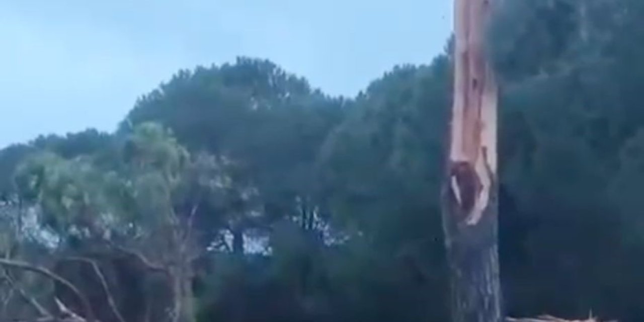 Golf sahasına düşen yıldırım ağacı parçalara ayırdı
