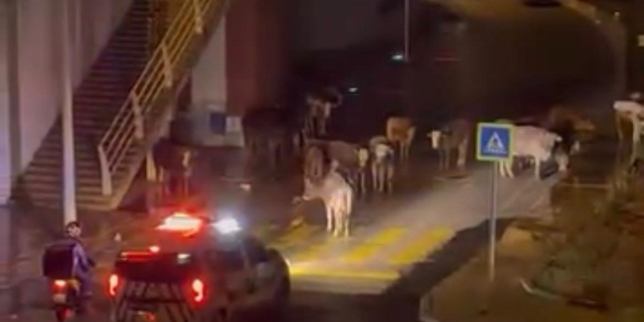 Polisin "İnekler dağılın" anonsu gülümsetti