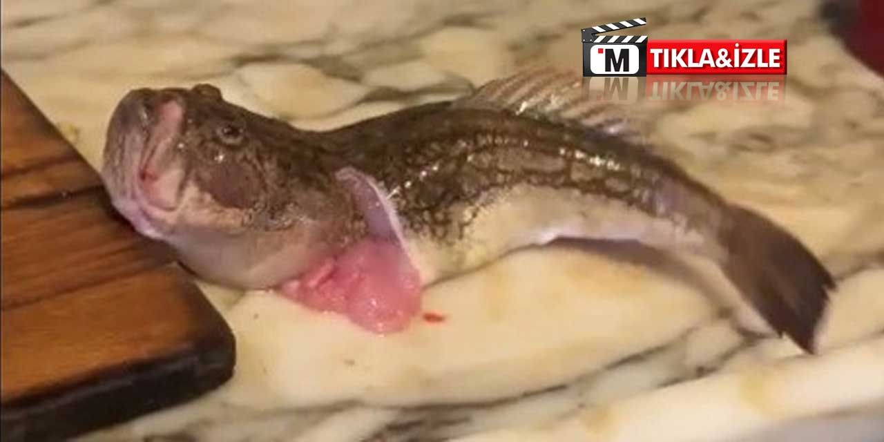 Tezgahta canlandı! İçi temizlenen balık dakikalarca çırpındı
