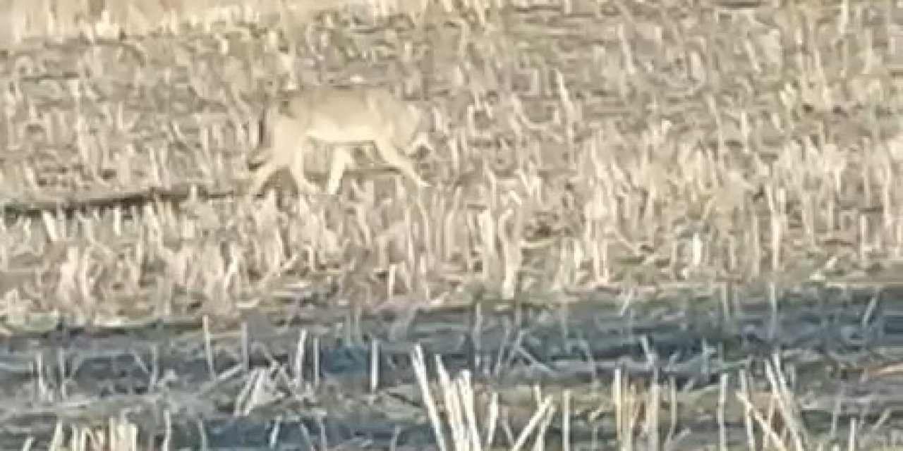 Aç kalan kurtlar kasabaya indi