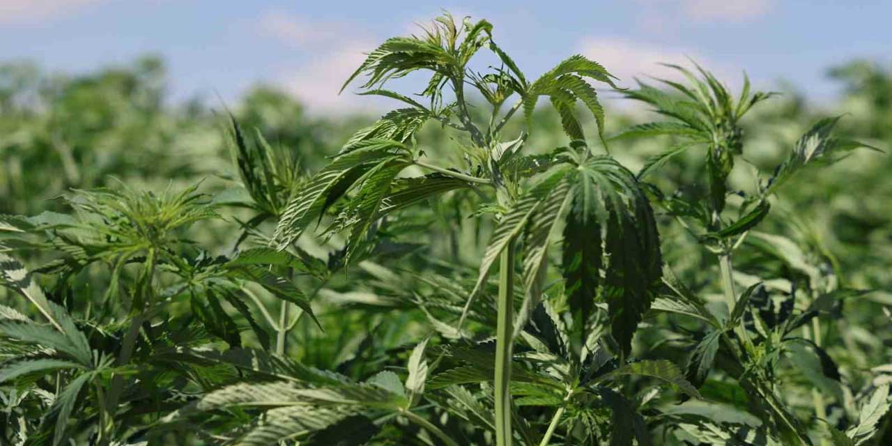 Konyalı Çiftçiye Kenevir İzni! Yeni Düzenleme Yürürlükte