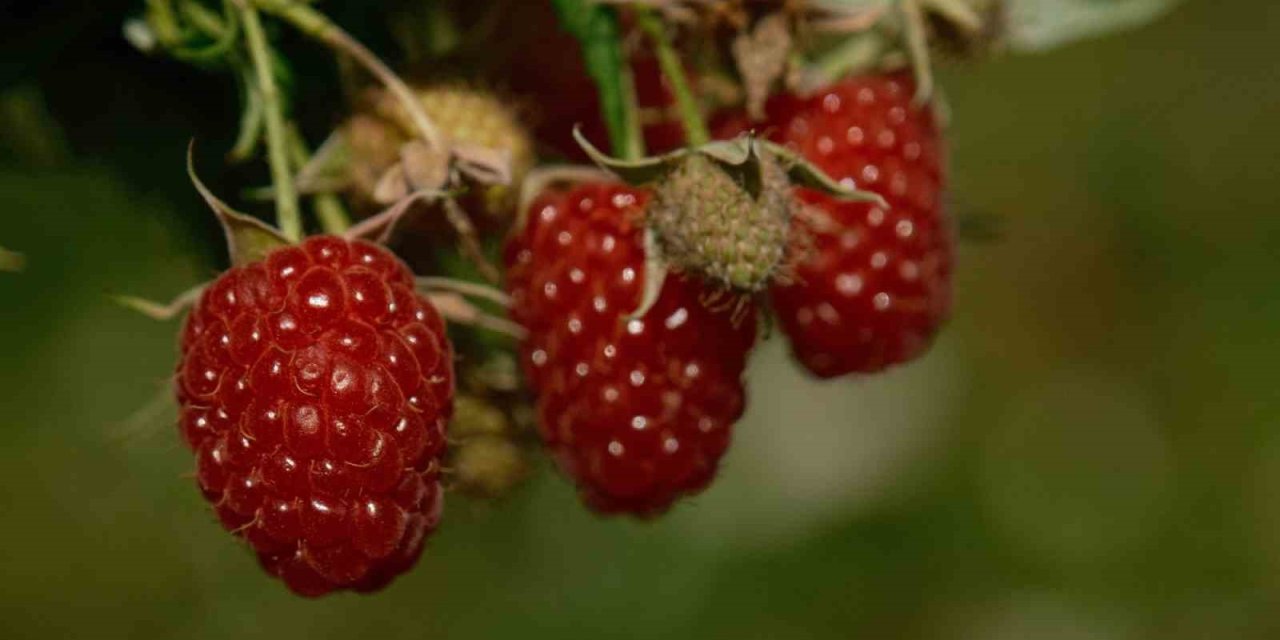 Dağ Köylerinde Ahududu Hamlesi: Hedef 100 Dönüm