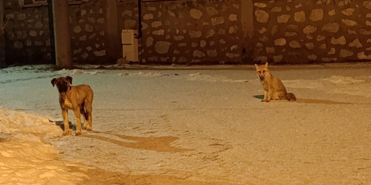 Tilki ile sokak köpeğinin dostluğu objektife takıldı