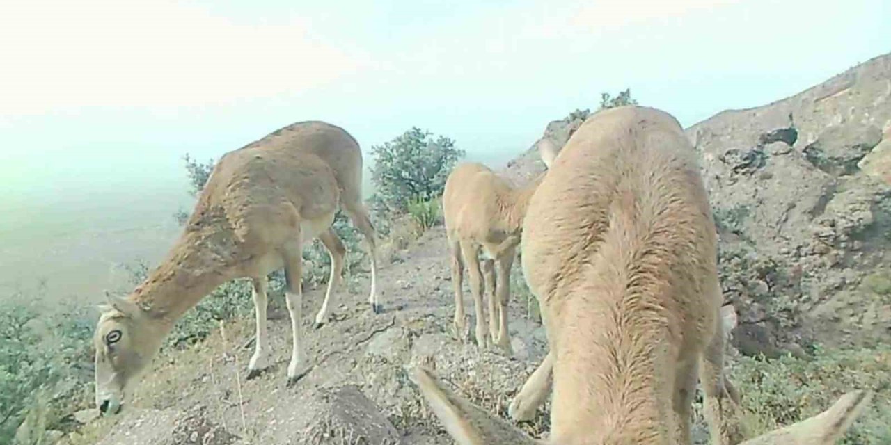 Karaman'ın koyunu yavrularıyla görüntülendi