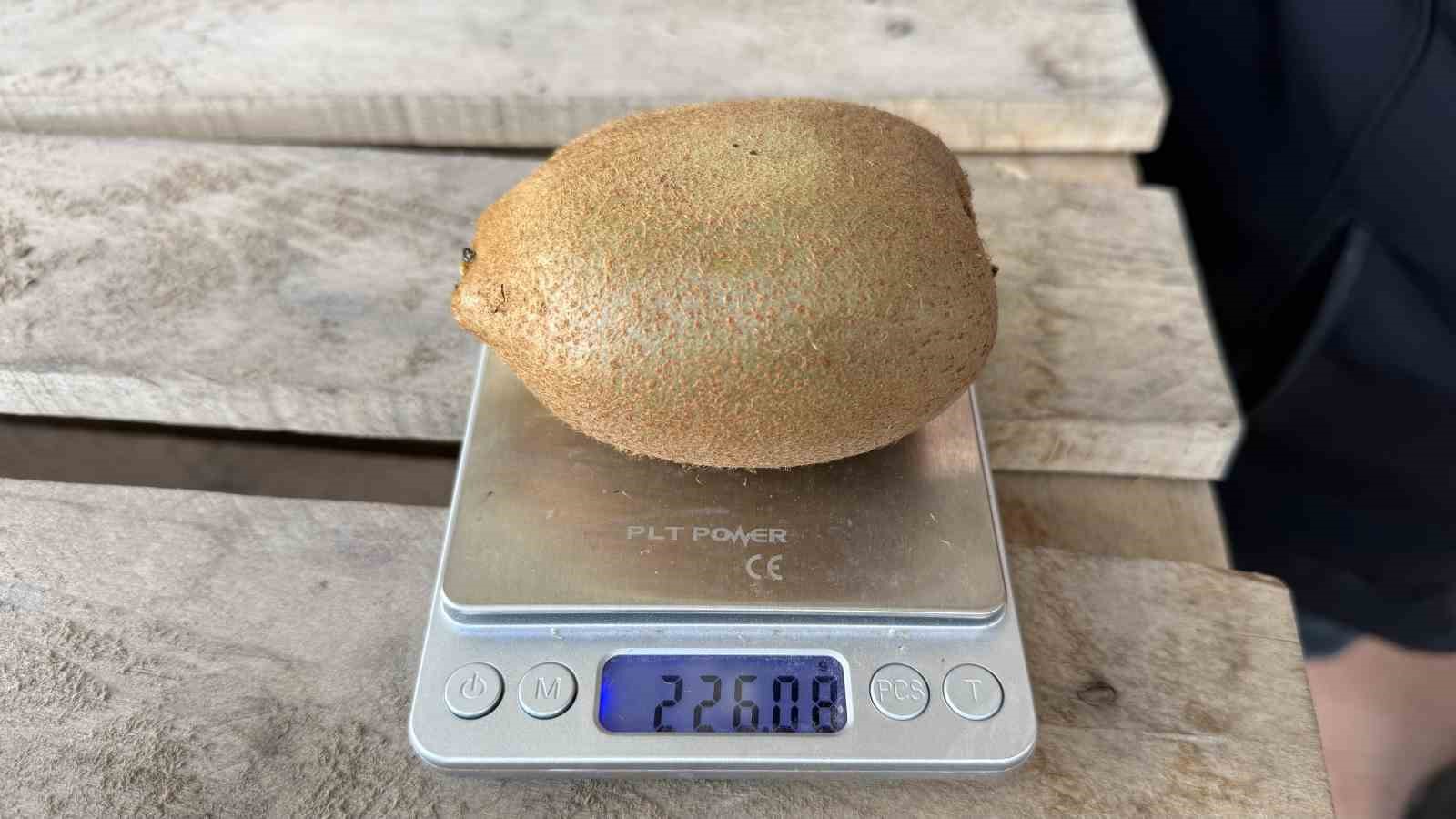 Kivinin tanesi 250 gramı geçti