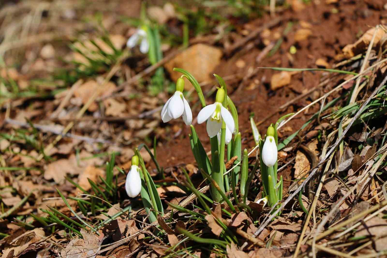 Kardelenlerin ortaya çıkması neyin göstergesi?