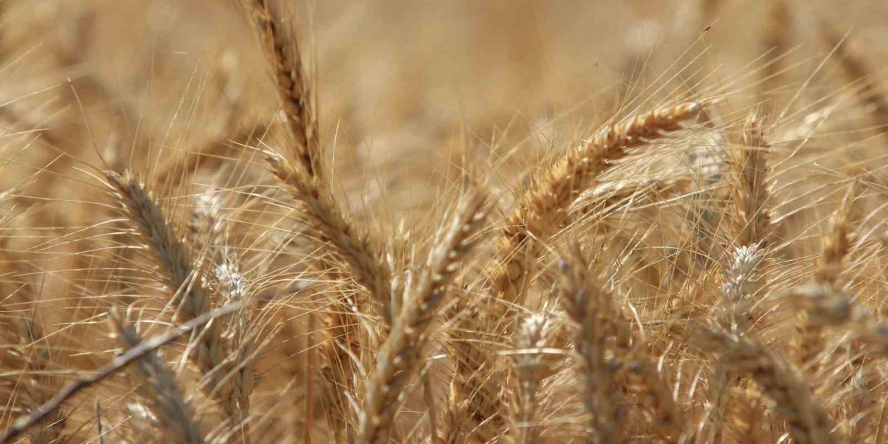 Dünya tahıl üretiminde 133 milyon ton artışla rekor bekleniyor