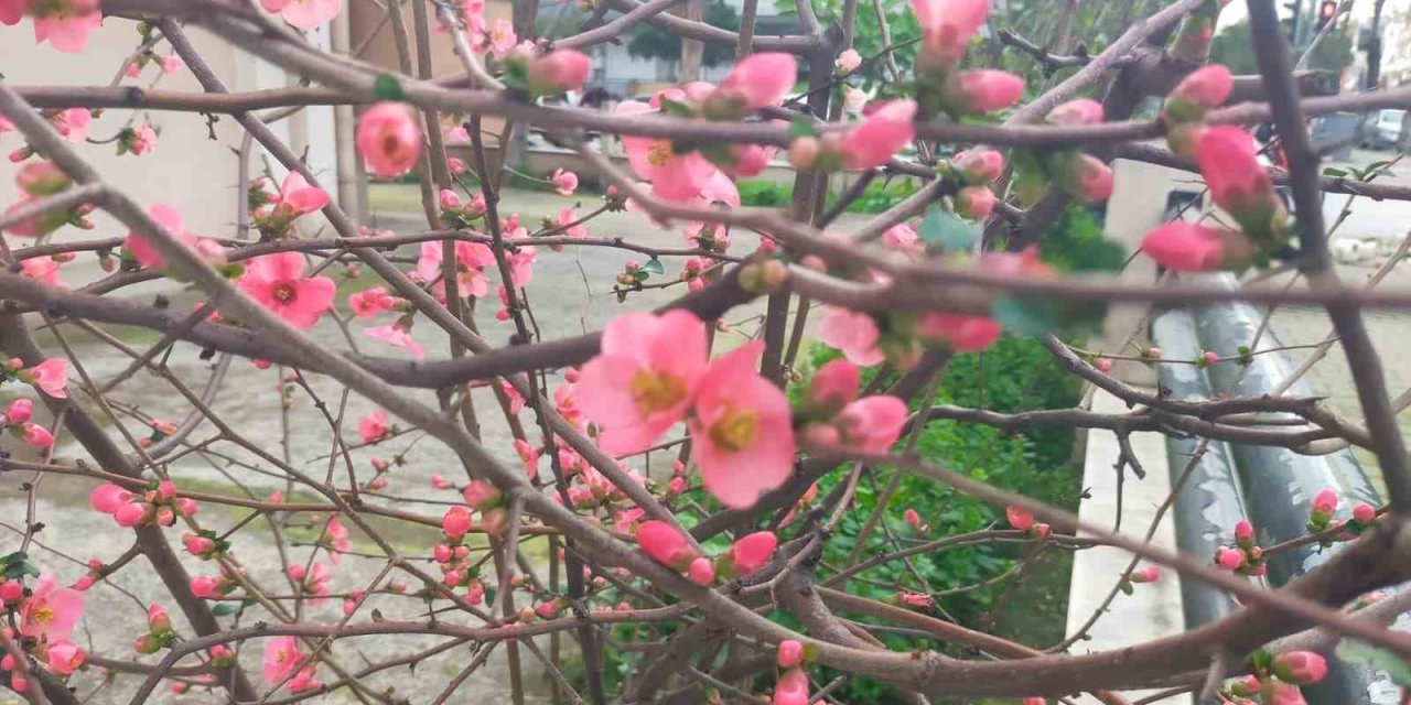 Ayva çiçek açtı! Yaz mı geliyor?