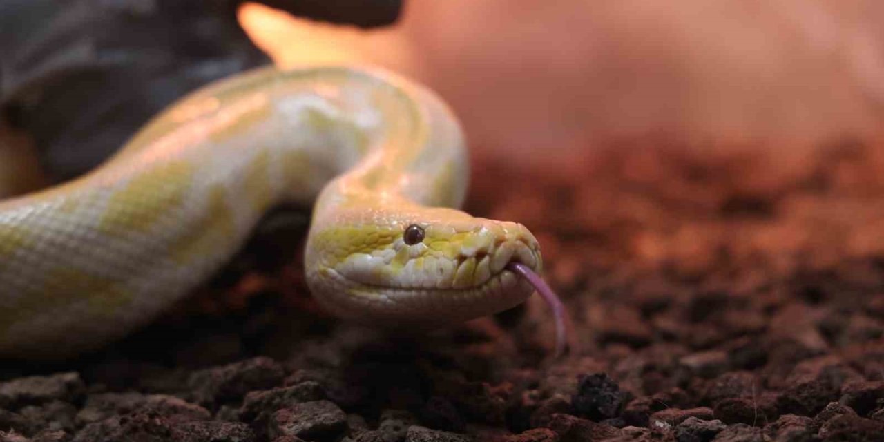 Denizli’den Konya’ya! Albino Piton Koruma Altına Alındı