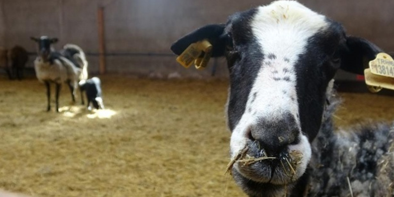 Afyon'da kilosu 160 TL'ye koyun! Sadece şirketler alabilir