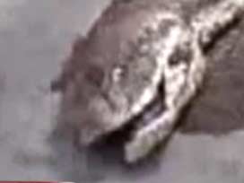 Mankeni ısıran yılan zehirlenip öldü!