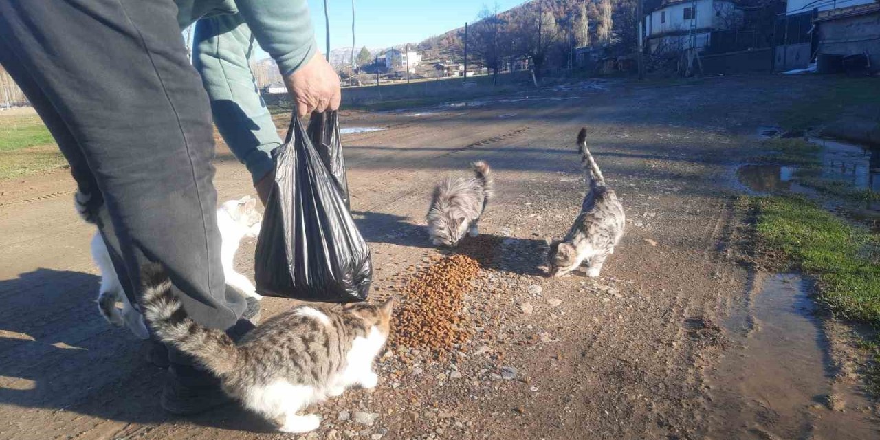 Konya’da aç kalan kediler için 30 kilometre yol gitti