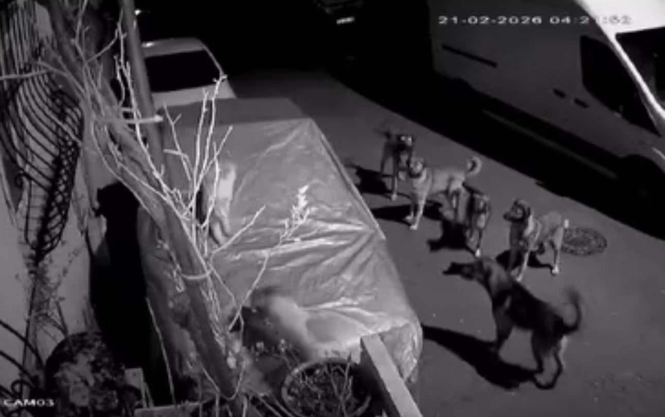 Başakşehir'de köpekleri kim toplayacak? Yeni Bakan duymasın