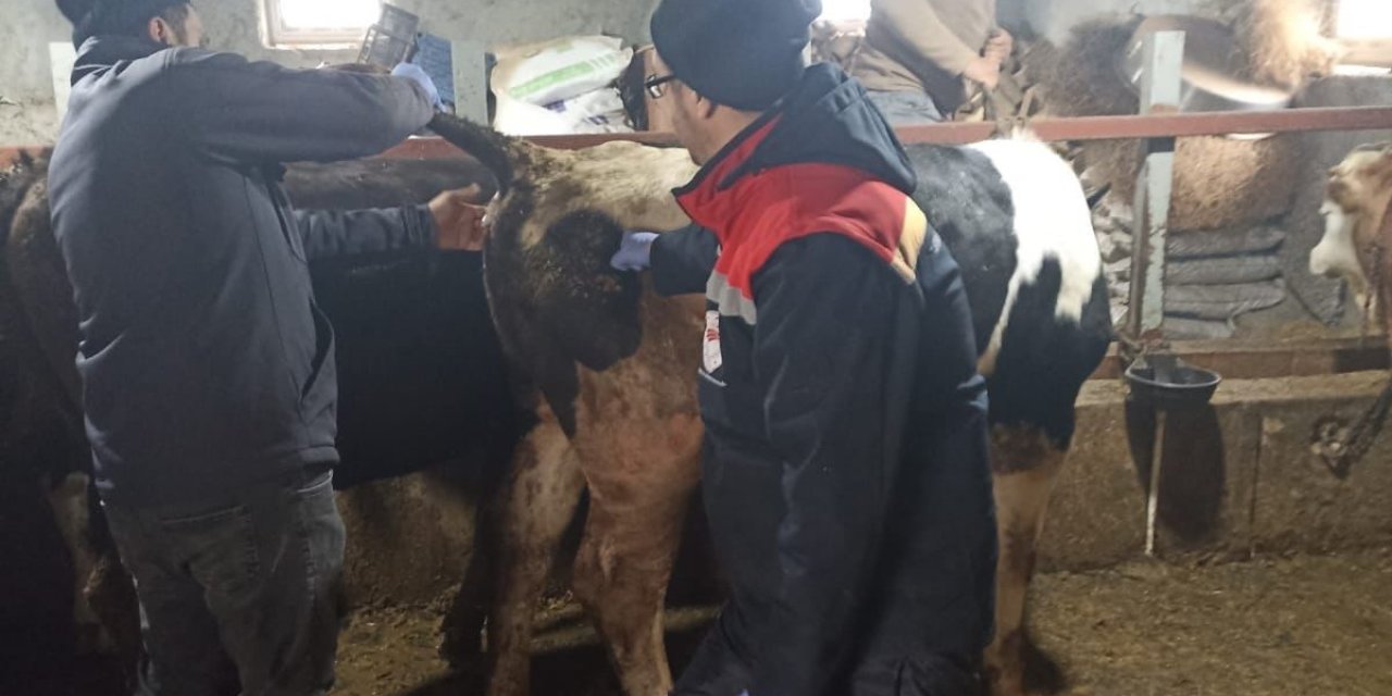 Beyşehir’de şap ile mücadelede çalışmaları