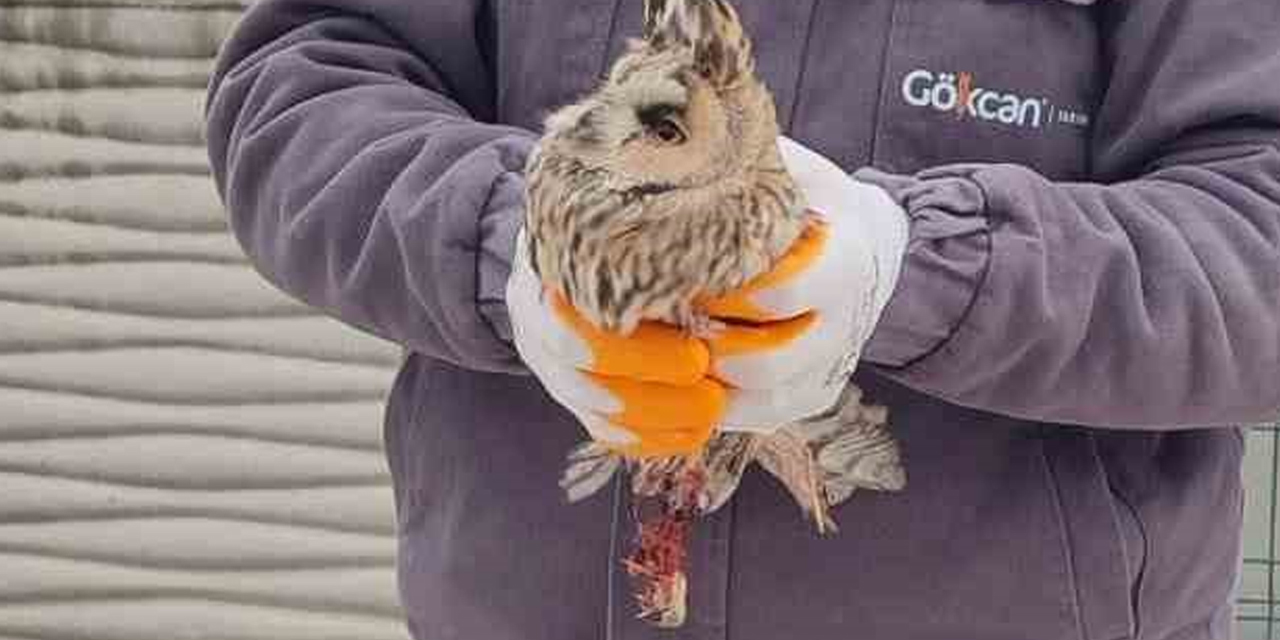 Yaralı baykuşu Karapınarlı vatandaş kurtardı