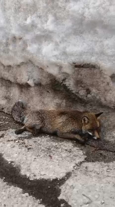 Tilkiye çarptı yaralı bırakıp kaçtı