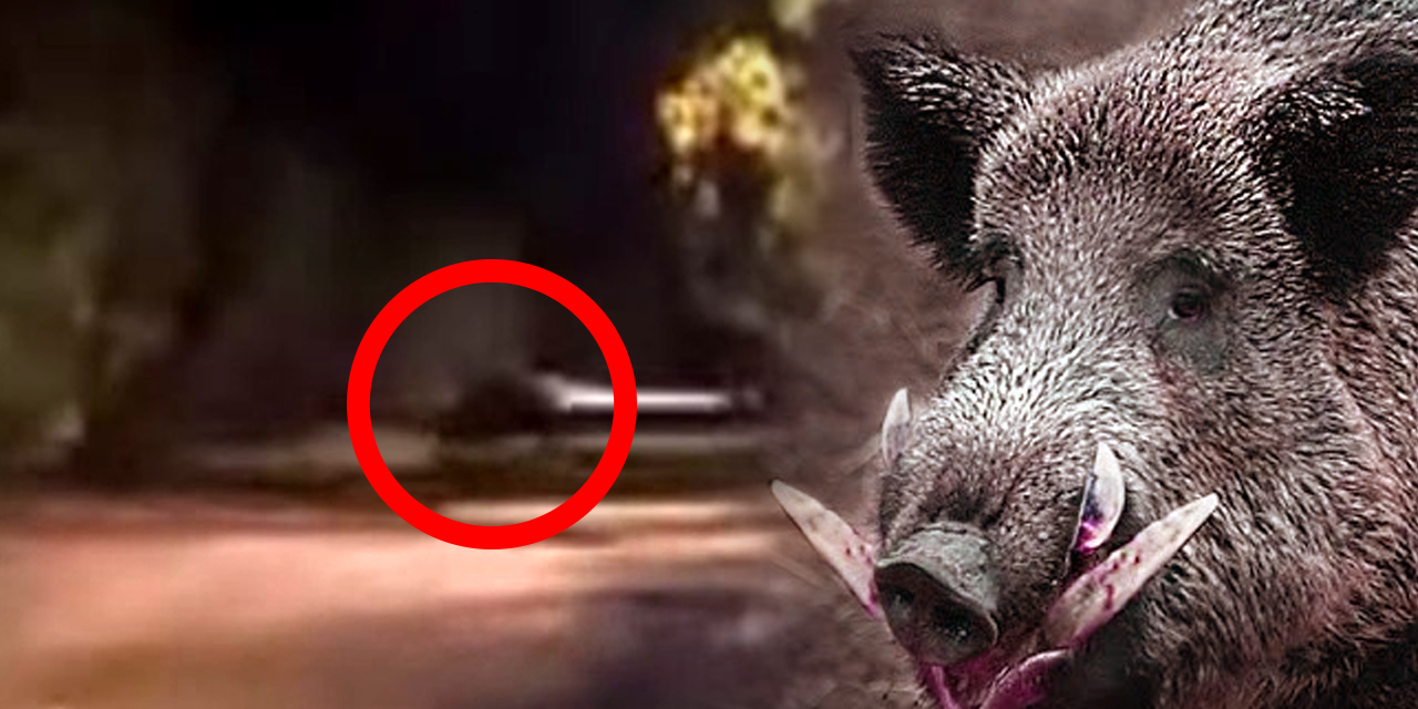 Meşhur bölgede domuz görüldü! Konya'da aç kalan hayvanlar buraya indi