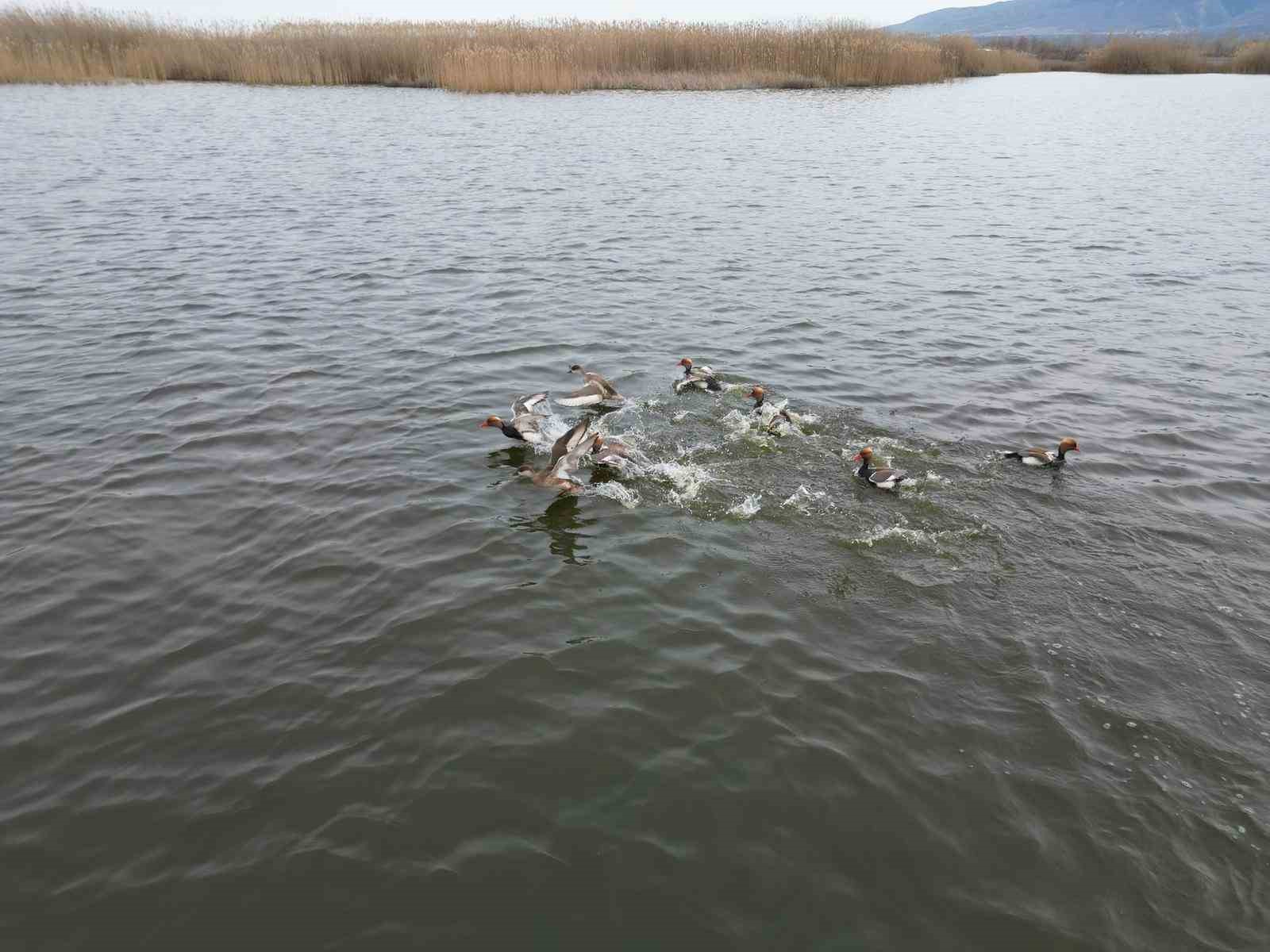Kuşlar da geldi Eber Gölü artık kurtuldu