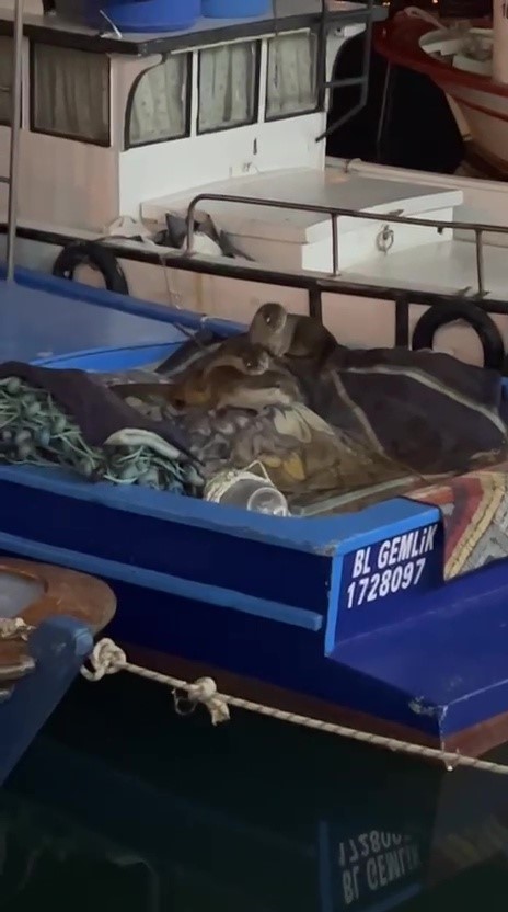 Gemlik'te yürek ısıtan görüntü: Tekneye sığındılar