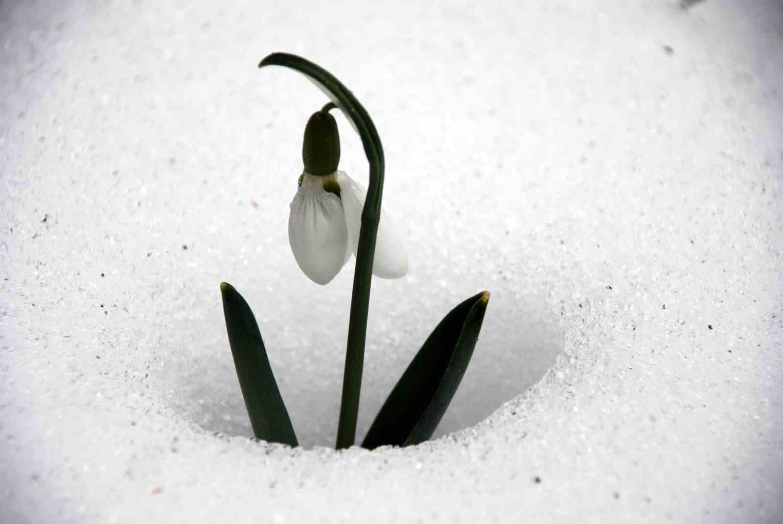 Sökmek yasak ihracat serbest